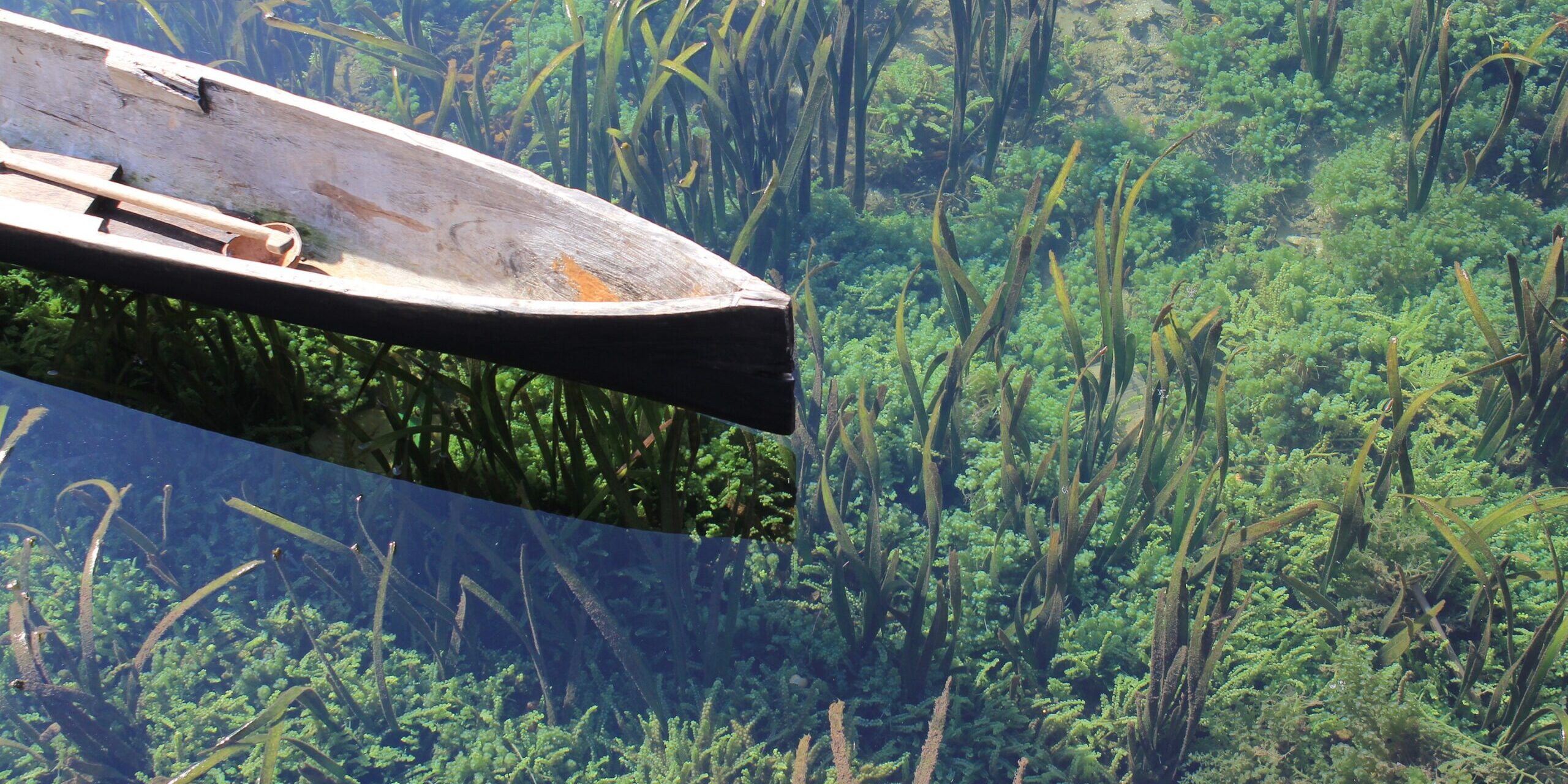 what spirulina is coral club